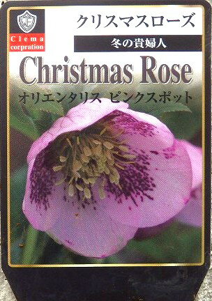 楽天市場】クリスマスローズ オリエンタリス(カラーピンク)の通販 楽天市場】クリスマスローズ オリエンタリス(カラーピンク)の通販