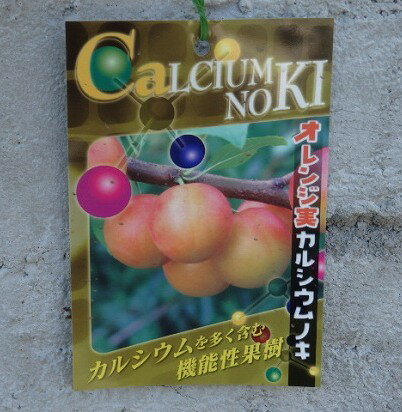 乐天商城 - カルシウムノキ　オレンジ実　15cm鉢