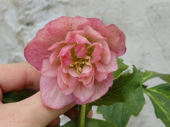 八重咲き　クリスマスローズ　ダブル　7　15cm鉢...