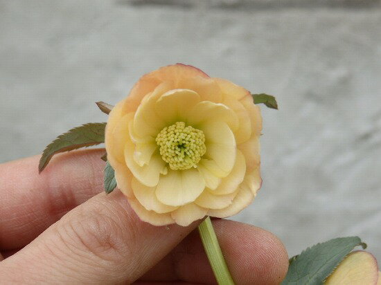 八重咲き　クリスマスローズ　ダブル　11　15cm鉢...