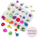 選べる2タイプ!リーフ入り ドライフラワー セット 押し花 ケース入り レースフラワー ネイル ハンドメイド アクセサリーに!封入素材 押し花セット【メール便可...