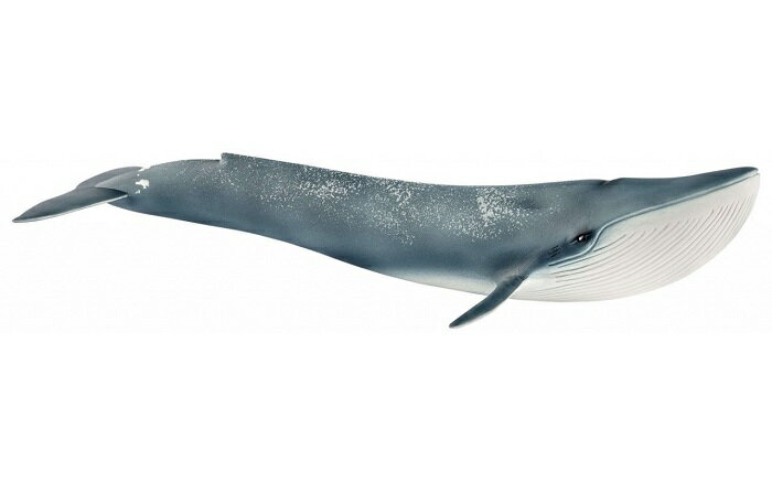 【オススメ】Schleich (シュライヒ) シロナガスクジラ 14806〔20742〕【全商品・全在庫】【正規品】【まとめ買いで送料無料】