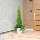 観葉植物 フェイクグリーン ゴールドクレスト グリーン 人工植物 フェイク リアル インテリアグリーン インテリア ディスプレイ 植物 イミテーショングリーン ...