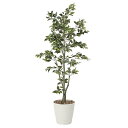 光触媒 観葉植物 インテリアグリーン 玄関 植物 おしゃれ 消臭 大きい フィカスツリー 人工観葉植物 造花 高さ180cm 人工 水やり不要 インテリア グリ...