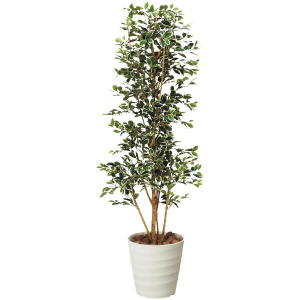 楽天市場】ガジュマル 大型(造花・人工観葉植物|花・観葉植物 楽天市場】ガジュマル 大型(造花・人工観葉植物|花・観葉植物