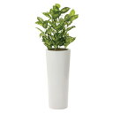 人工観葉植物 光触媒 観葉植物 アートグリーン インテリア フェイクグリーン ディフェンバキア1.4 人工植物 高さ140cm 抗菌 消臭 記念日 防汚 贈り物...