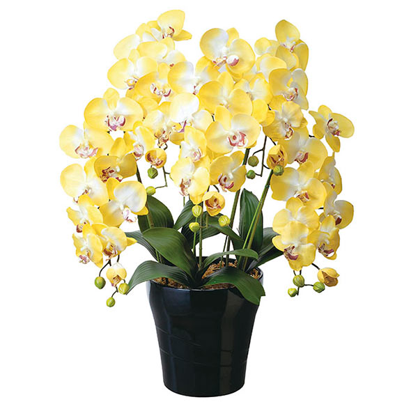 光触媒 花 フェイクフラワー フェイクグリーン 胡蝶蘭 コチョウラン アートフラワー 造花 人工観葉植物 観葉植物 お花 女性 男性 開店祝い お祝い 消臭 抗菌 防汚 ホルムアルデヒド 分解 空気浄化 インテリア イミテーション 植物 日本製 クイ-ン胡蝶蘭Y 5本立ち 通販