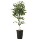 光触媒 観葉植物 植物 人工観葉植物 大型 フェイクグリーン インテリア おしゃれ 室内 ギフト 新築祝い プレゼント 友人 お祝い 美容室 開店祝い サロン ...
