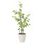 人工観葉植物 光触媒 観葉植物 フェイクグリーン インテリア 人工植物 高さ130cm バウヒニア 消臭 抗菌 防汚 24,200円