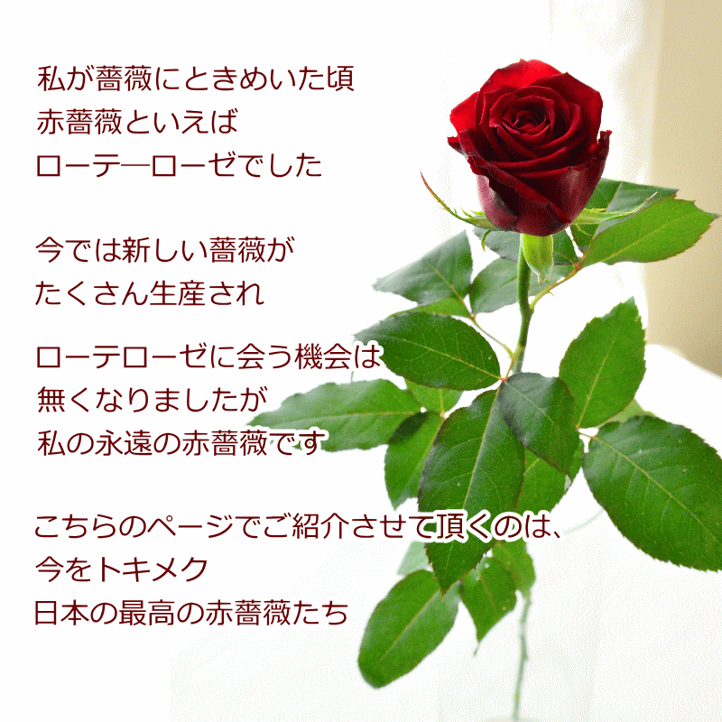 卒業 ホワイトデー 花 花束 切花 赤薔薇 国産 最高級 お祝い 100本 ブーケ 送料無料 本数追加 赤薔薇 生花 ラウンドタイプ 誕生日 お祝い 表彰 送別 退職 結婚祝い ウエディング 両親贈呈 フラワーギフト 記念日 特別な日 プロポーズ 本数追加 おしゃれ 豪華 まるい