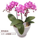 胡蝶蘭 花 誕生日 鉢花 蘭 ラン コチョウラン 花鉢 ミディ胡蝶蘭 3F 3本立ち ギフト ピンク 産地直送 リラックス メッセージ 送料無料 誕生日 展示会...