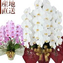 胡蝶蘭 誕生日 花 鉢花 蘭 ラン コチョウラン 3F 3本立ち 5F 5本立ち ギフト 白 ピンク 産地直送 ビジネス お祝い 御祝 展示会 受付 記念日 プレゼント 結婚祝い 出産祝い 送別 新築祝い ウエディング お供え お悔み ns ANG お花 宅配