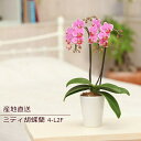 胡蝶蘭 誕生日 花 鉢花 蘭 ラン コチョウラン 花鉢 ミディ胡蝶蘭 2F 2本立ち ギフト 産地直送 リラックス メッセージ 誕生日 展示会 受付 記念日 プレゼント 結婚祝い 送別 新築祝い 御祝 出産祝い ns ANG お花 宅配