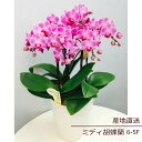 胡蝶蘭 ご挨拶 誕生日 花 鉢花 蘭 ラン 花鉢 コチョウラン ミディ胡蝶蘭 5F 5本立ち ギフト ピンク 産地直送 リラックス メッセージ 送料無料 誕生日...