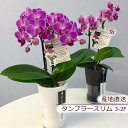 楽天ブーケ_花とギフトの店　ARNEご挨拶 誕生日 花 鉢花 蘭 ラン 胡蝶蘭 コチョウラン ミディ胡蝶蘭 2F 2本立ち ギフト メンテナンスが簡単 リボンのみのラッピング 産地直送 リラックス メッセージ 送料無料 誕生日 展示会 受付 記念日 プレゼント 結婚祝い 送別 新築祝い 御祝 出産祝い ns ANG お花