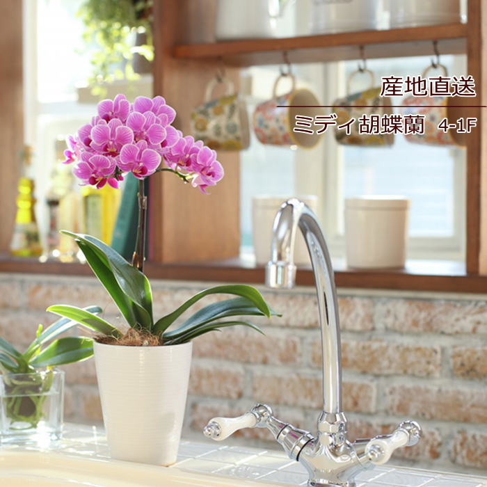 胡蝶蘭 ご挨拶 誕生日 花 鉢花 蘭 ラン 花鉢 コチョウラン ミディ胡蝶蘭 1F 1本立ち ギフト ピンク 産地直送 リラックス 展示会 受付 記念日 プレゼント 結婚祝い 送別 新築祝い ウエディング 御祝 出産祝い お花 宅配