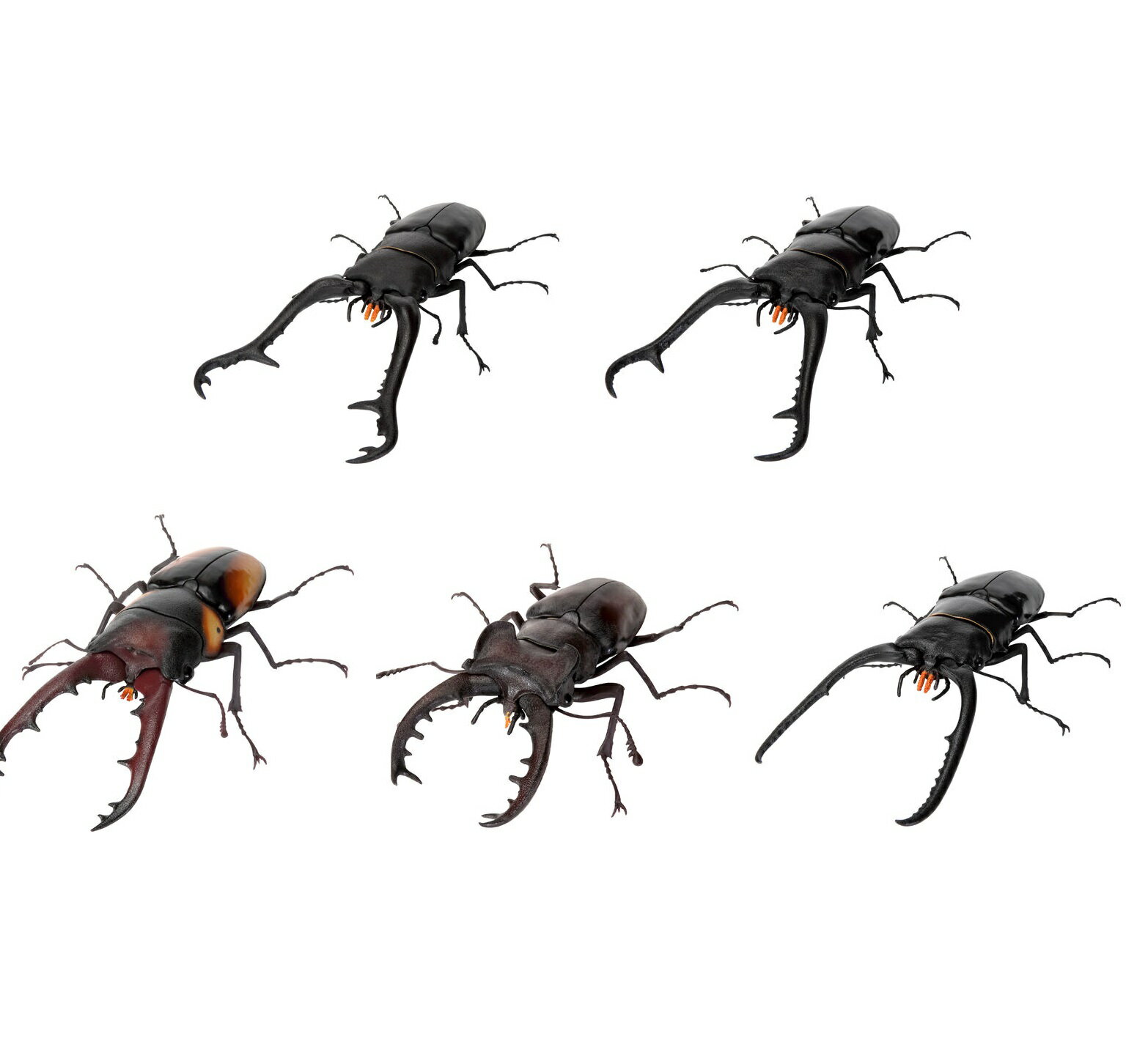 いきもの大図鑑 くわがた11 【全5種セット】