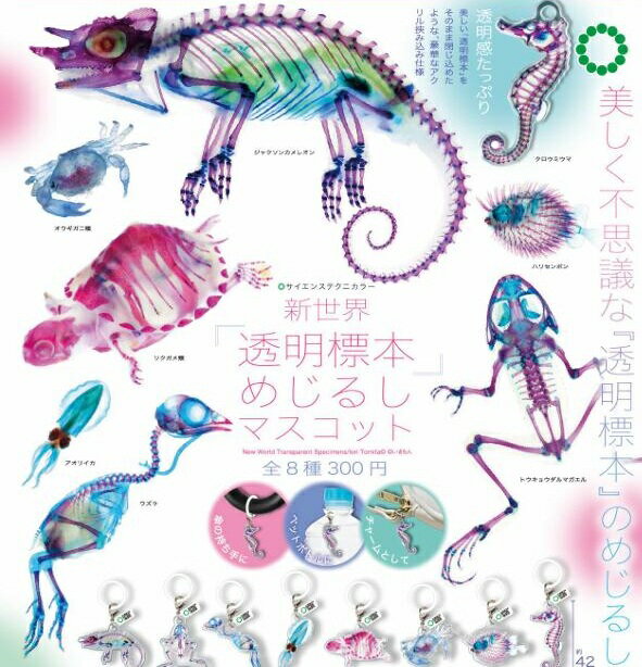 楽天市場】透明標本（ホビー）の通販