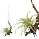 フェイクグリーン イミテーショングリーン 80915 ハンギングエアープランツS 人工観葉植物 造花 玄関 トイレ 部屋 W15 D18 H42 プレゼント
