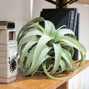 フェイクグリーン イミテーショングリーン 80912 キセログラフィカM 人工観葉植物 造花 玄関 トイレ 部屋 φ23 L24cm プレゼント リビング雑貨 ...