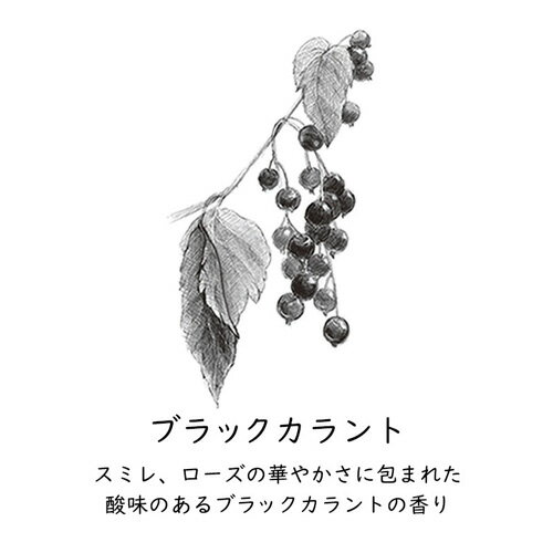 �ڥ᡼�����б���GRASSE TOKYO �ڡ��ѡ����󥻥� Blackcurrant �֥�å������� ���Τ���� Paper Incense ���顼���ȥ����祦 �����ʢ�����/����/������/�ե쥰���/fragrance/aroma/��ʪͳ��/�ʥ�����/natural