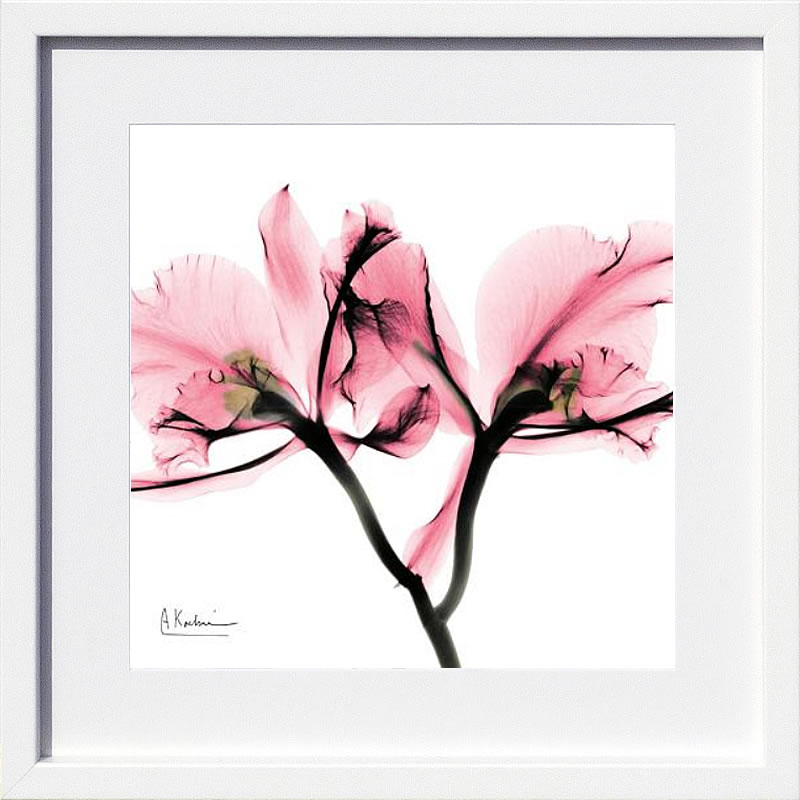 【ライセンスプリント】レントゲンアート XRay 絵画 ポスター アートパネル モダン アート 絵 複製画 版画 抽象画 作品 リトグラフ シルクスクリーン アートフレーム インテリア フレーム付き 壁掛け 北欧 おしゃれアルバート・クーツィール Soft Pink Orchid