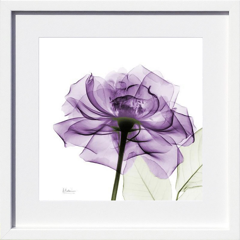 【ライセンスプリント】レントゲンアート XRay 絵画 ポスター アートパネル モダン アート 絵 複製画 版画 抽象画 作品 リトグラフ シルクスクリーン アートフレーム インテリア フレーム付き 壁掛け 北欧 おしゃれアルバート・クーツィール Purple Rose