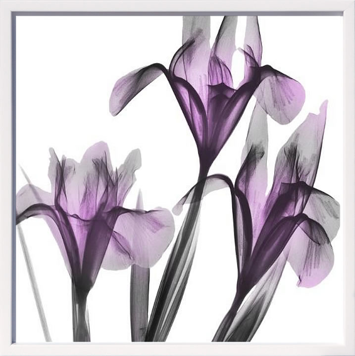 【ライセンスプリント】レントゲンアート XRay 絵画 ポスター アートパネル モダン アート 絵 複製画 版画 抽象画 作品 リトグラフ シルクスクリーン アートフレーム インテリア フレーム付き 壁掛け 北欧 おしゃれアルバート・クーツィール Dazzling Iris