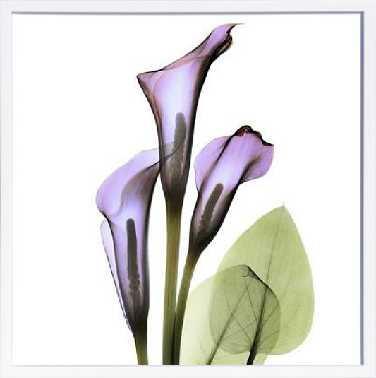 【ライセンスプリント】レントゲンアート XRay 絵画 ポスター アートパネル モダン アート 絵 複製画 版画 抽象画 作品 リトグラフ シルクスクリーン アートフレーム インテリア フレーム付き 壁掛け 北欧 おしゃれアルバート・クーツィール Calla Lily in Full Bloom
