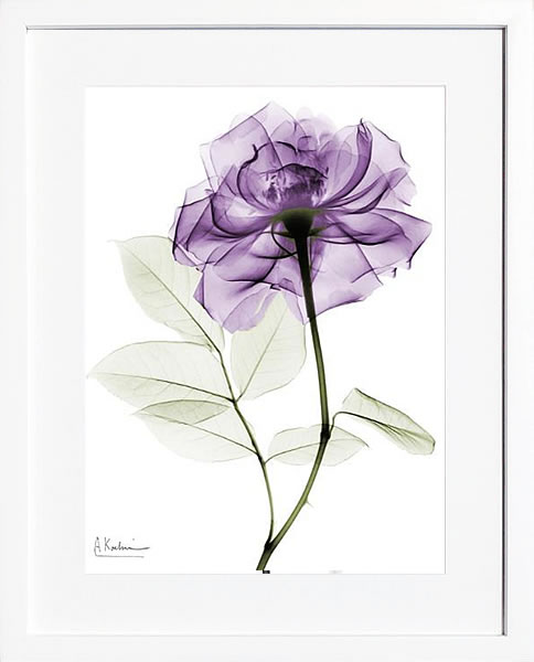 【ライセンスプリント】レントゲンアート XRay 絵画 ポスター アートパネル モダン アート 絵 複製画 版画 抽象画 作品 リトグラフ シルクスクリーン アートフレーム インテリア フレーム付き 壁掛け 北欧 おしゃれアルバート・クーツィール Purple Rose Portrait 2