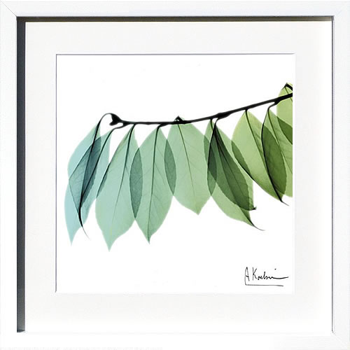 【ライセンスプリント】レントゲンアート XRay 絵画 ポスター アートパネル モダン アート 絵 複製画 版画 抽象画 作品 リトグラフ シルクスクリーン アートフレーム インテリア フレーム付き 壁掛け 北欧 おしゃれアルバート・クーツィール Camelia Leaf