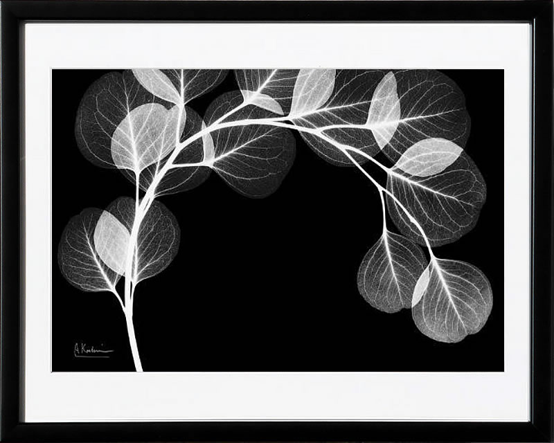 【ライセンスプリント】レントゲンアート XRay 絵画 ポスター アートパネル モダン アート 絵 複製画 版画 抽象画 作品 リトグラフ シルクスクリーン アートフレーム インテリア フレーム付き 壁掛け 北欧 おしゃれアルバート・クーツィール Eucalyptus Xray