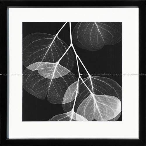 【ライセンスプリント】レントゲンアート XRay 絵画 ポスター アートパネル モダン アート 絵 複製画 版画 抽象画 作品 リトグラフ シルクスクリーン アートフレーム インテリア フレーム付き 壁掛け 北欧 おしゃれアルバート・クーツィール Eucalyptus Xray 2