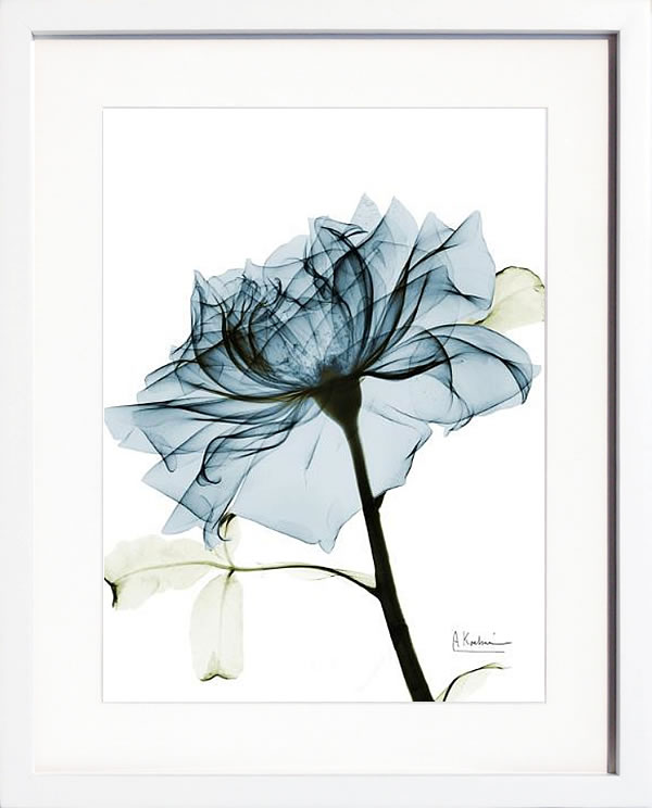 【ライセンスプリント】レントゲンアート XRay 絵画 ポスター アートパネル モダン アート 絵 複製画 版画 抽象画 作品 リトグラフ シルクスクリーン アートフレーム インテリア フレーム付き 壁掛け 北欧 おしゃれアルバート・クーツィール Steal Rose 2