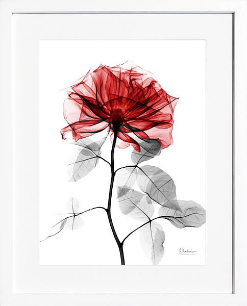 【ライセンスプリント】レントゲンアート XRay 絵画 ポスター アートパネル モダン アート 絵 複製画 版画 抽象画 作品 リトグラフ シルクスクリーン アートフレーム インテリア フレーム付き 壁掛け 北欧 おしゃれアルバート・クーツィール Tonal Rose on White 2
