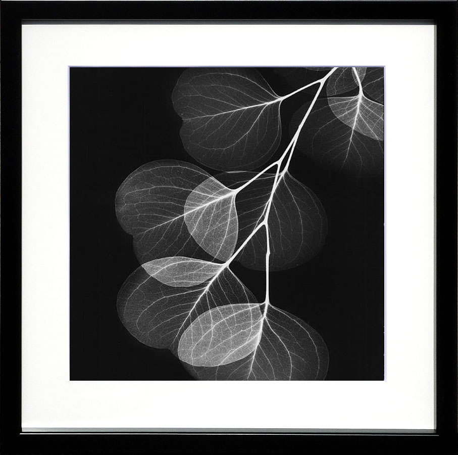 【ライセンスプリント】レントゲンアート XRay 絵画 ポスター アートパネル モダン アート 絵 複製画 版画 抽象画 作品 リトグラフ シルクスクリーン アートフレーム インテリア フレーム付き 壁掛け 北欧 おしゃれアルバート・クーツィール Eucalyptus Black ＆ White