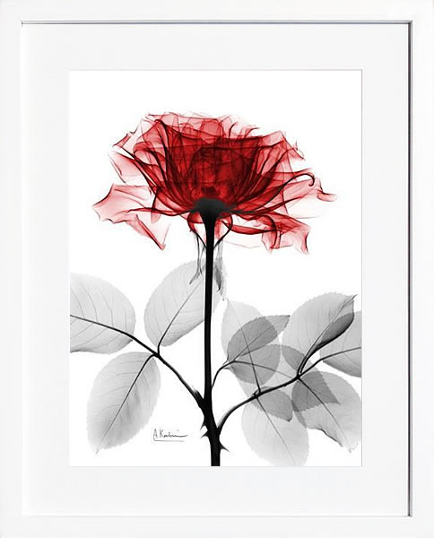 【ライセンスプリント】レントゲンアート XRay 絵画 ポスター アートパネル モダン アート 絵 複製画 版画 抽象画 作品 リトグラフ シルクスクリーン アートフレーム インテリア フレーム付き 壁掛け 北欧 おしゃれアルバート・クーツィール Tonal Rose on White