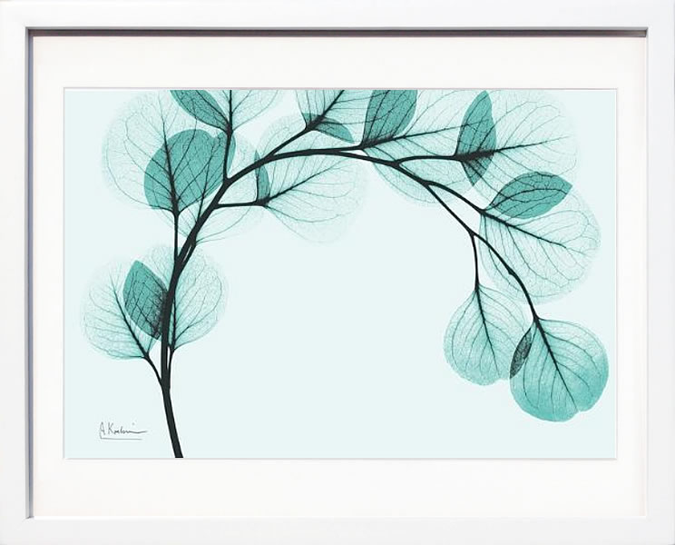 【ライセンスプリント】レントゲンアート XRay 絵画 ポスター アートパネル モダン アート 絵 複製画 版画 抽象画 作品 リトグラフ シルクスクリーン アートフレーム インテリア フレーム付き 壁掛け 北欧 おしゃれアルバート・クーツィール Teal Eucalyptus