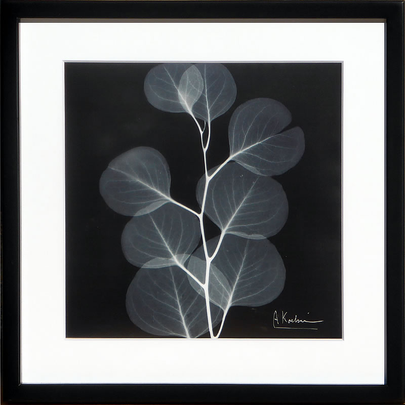 レントゲンアート XRay 絵画 絵 ポスター アートパネル アートポスター モダン アート 複製画 版画 リトグラフ シルクスクリーン 絵画インテリア フレーム付き 北欧 おしゃれアルバート・クーツィール Xray Eucalyptus