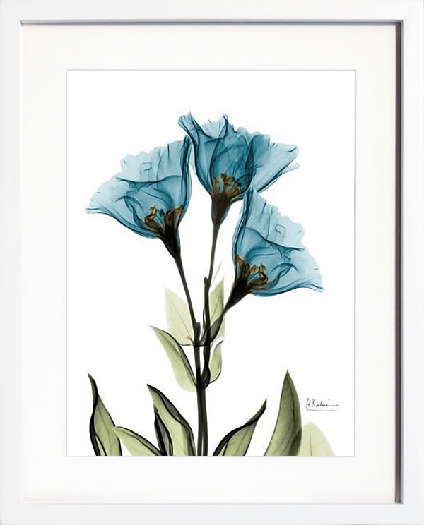 【ライセンスプリント】レントゲンアート XRay 絵画 ポスター アートパネル モダン アート 絵 複製画 版画 抽象画 作品 リトグラフ シルクスクリーン アートフレーム インテリア フレーム付き 壁掛け 北欧 おしゃれアルバート・クーツィール Gentian L301