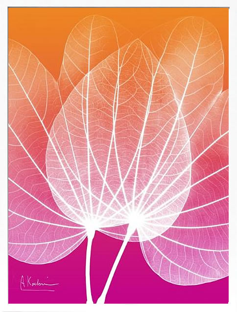 【ライセンスプリント】レントゲンアート XRay 絵画 ポスター アートパネル モダン アート 絵 複製画 版画 抽象画 作品 リトグラフ シルクスクリーン アートフレーム インテリア フレーム付き 壁掛け 北欧 おしゃれアルバート・クーツィール Orchid Tree Pink Orange