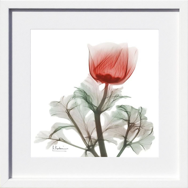 【ライセンスプリント】レントゲンアート XRay 絵画 ポスター アートパネル モダン アート 絵 複製画 版画 抽象画 作品 リトグラフ シルクスクリーン アートフレーム インテリア フレーム付き 壁掛け 北欧 おしゃれアルバート・クーツィール Lonely Poinciana Anemone