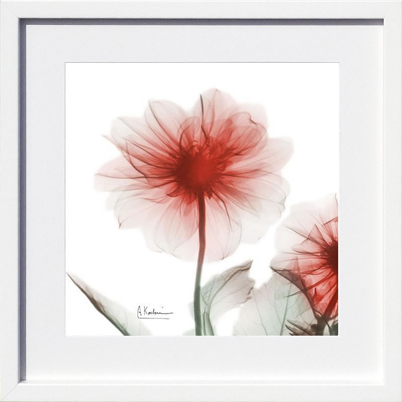 【ライセンスプリント】レントゲンアート XRay 絵画 ポスター アートパネル モダン アート 絵 複製画 版画 抽象画 作品 リトグラフ シルクスクリーン アートフレーム インテリア フレーム付き 壁掛け 北欧 おしゃれアルバート・クーツィール Poinciana Dahlia