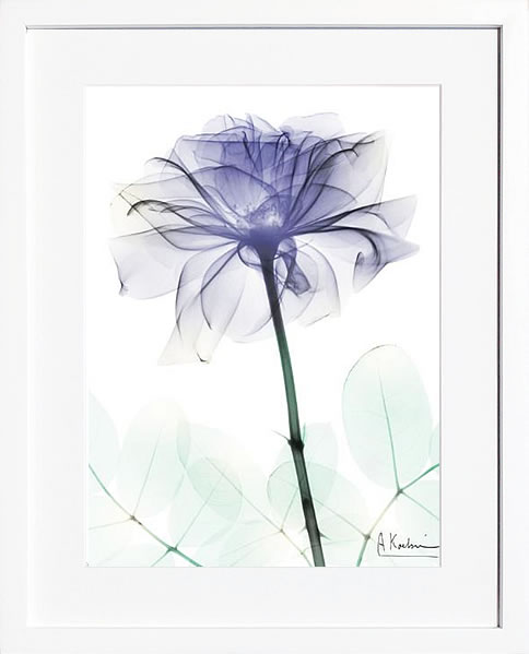 【ライセンスプリント】レントゲンアート XRay 絵画 ポスター アートパネル モダン アート 絵 複製画 版画 抽象画 作品 リトグラフ シルクスクリーン アートフレーム インテリア フレーム付き 壁掛け 北欧 おしゃれアルバート・クーツィールVery Peri Rose 2