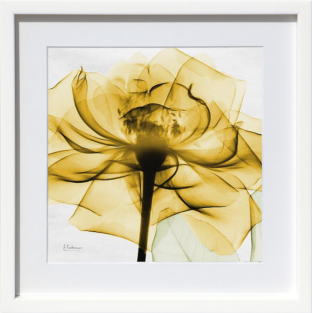 【ライセンスプリント】レントゲンアート XRay 絵画 ポスター アートパネル モダン アート 絵 複製画 版画 抽象画 作品 リトグラフ シルクスクリーン アートフレーム インテリア フレーム付き 壁掛け 北欧 おしゃれアルバート・クーツィール Golden Rose Close-Up