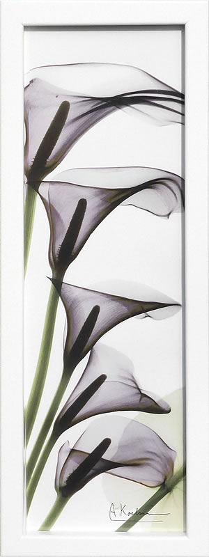【ライセンスプリント】レントゲンアート XRay 絵画 ポスター アートパネル モダン アート 絵 複製画 版画 抽象画 作品 リトグラフ シルクスクリーン アートフレーム インテリア フレーム付き 壁掛け 北欧 おしゃれアルバート・クーツィール Calla Lilies in Purple