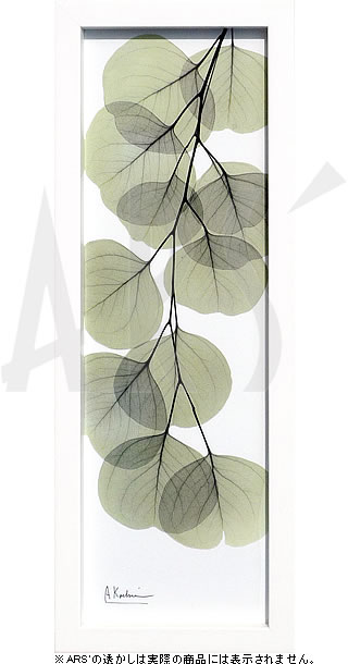 【ライセンスプリント】レントゲンアート XRay 絵画 ポスター アートパネル モダン アート 絵 複製画 版画 抽象画 作品 リトグラフ シルクスクリーン アートフレーム インテリア フレーム付き 壁掛け 北欧 おしゃれアルバート・クーツィール Eucalyptus Branch Down