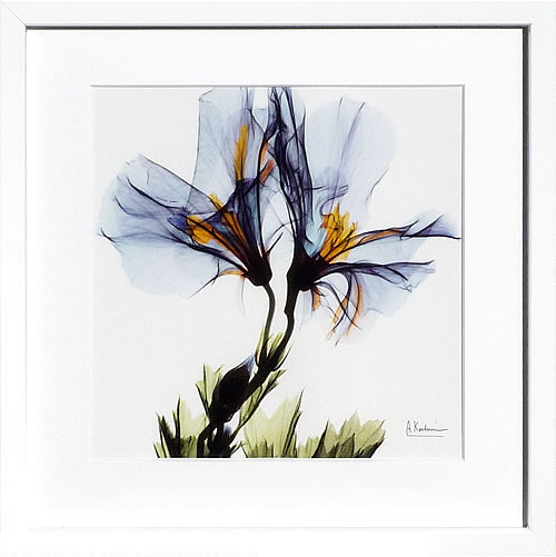 【ライセンスプリント】レントゲンアート XRay 絵画 ポスター アートパネル モダン アート 絵 複製画 版画 抽象画 作品 リトグラフ シルクスクリーン アートフレーム インテリア フレーム付き 壁掛け 北欧 おしゃれアルバート・クーツィール Soft Geranium Portrait