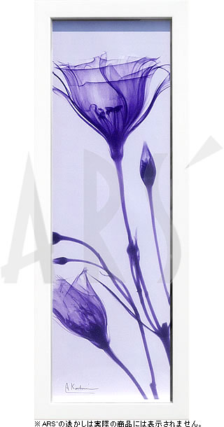 【ライセンスプリント】レントゲンアート XRay 絵画 ポスター アートパネル モダン アート 絵 複製画 版画 抽象画 作品 リトグラフ シルクスクリーン アートフレーム インテリア フレーム付き 壁掛け 北欧 おしゃれアルバート・クーツィール Gentian in Purple