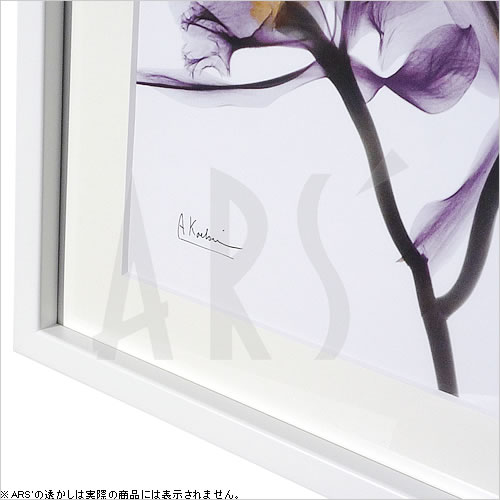 �ڥ饤���󥹥ץ��ȡۥ��ȥ��󥢡��� XRay ���� �ݥ����� �����ȥѥͥ� ����� ������ �� ʣ���� �ǲ� ��ݲ� ���� ��ȥ���� ���륯�����꡼�� �����ȥե졼�� ����ƥꥢ �ե졼���դ� �ɳݤ� �̲� ������쥢��С��ȡ������ĥ����� Orchid Lavender